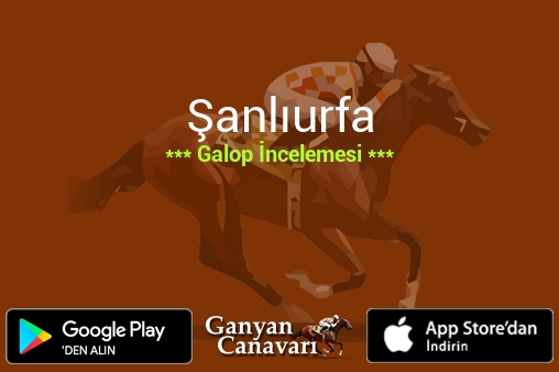 13 Nisan 2026 Pazartesi Şanlıurfa Galop İncelemesi
