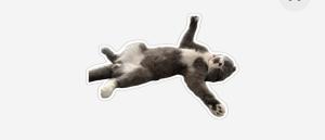 atkoşarbahtkazanır